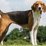 Qué características definen a la raza American Foxhound