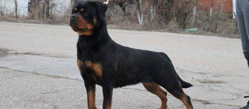 american rottweiler - Diferencias entre Rottweiler Americano y Rottweiler Alemán