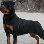 Diferencias entre Rottweiler Americano y Rottweiler Alemán