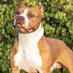 American Staffordshire Terrier: características y cuidados