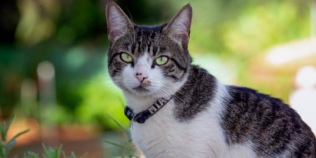 american wirehair - Qué características distinguen al gato American Wirehair