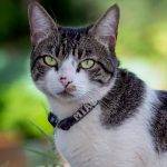 Qué características distinguen al gato American Wirehair