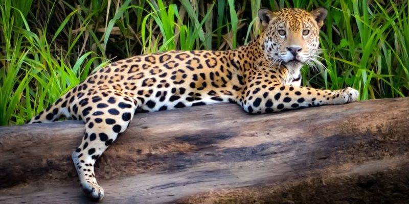 amimales de la selva 1 - Animales en la selva amazónica: colección fotográfica