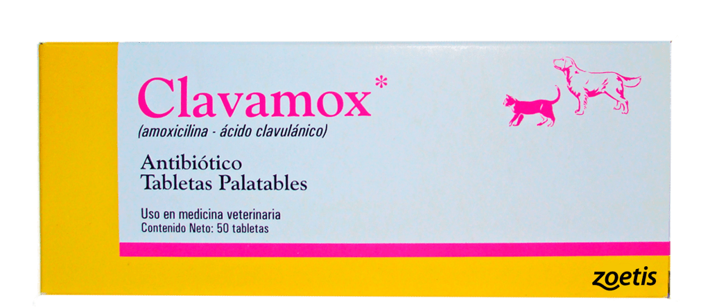 amoxi para perros 1 - Es seguro administrar amoxicilina a los perros