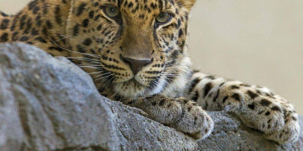 amur animal - Qué información tienes sobre el leopardo de Amur