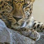 Qué información tienes sobre el leopardo de Amur