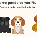 Los perros pueden consumir anacardos de forma segura