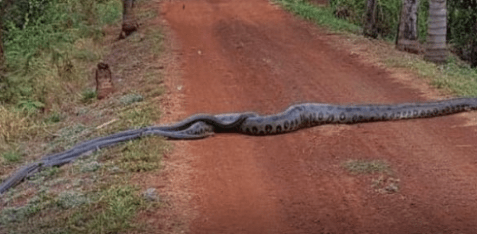 anaconda cuanto mide - Cuál es la longitud máxima de una anaconda