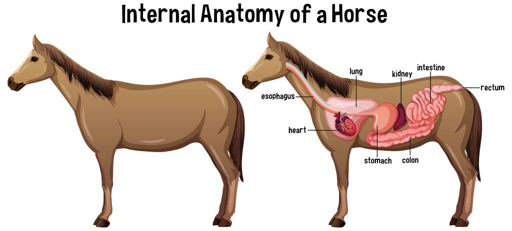 anatomia caballo 1 - Cuáles son las características anatómicas del caballo