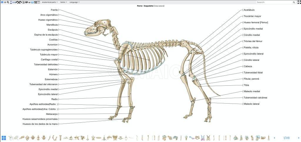 anatomia canina 1 - Anatomía del Perro: Órganos, Huesos y Partes del Cuerpo