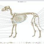 Anatomía del Perro: Órganos, Huesos y Partes del Cuerpo