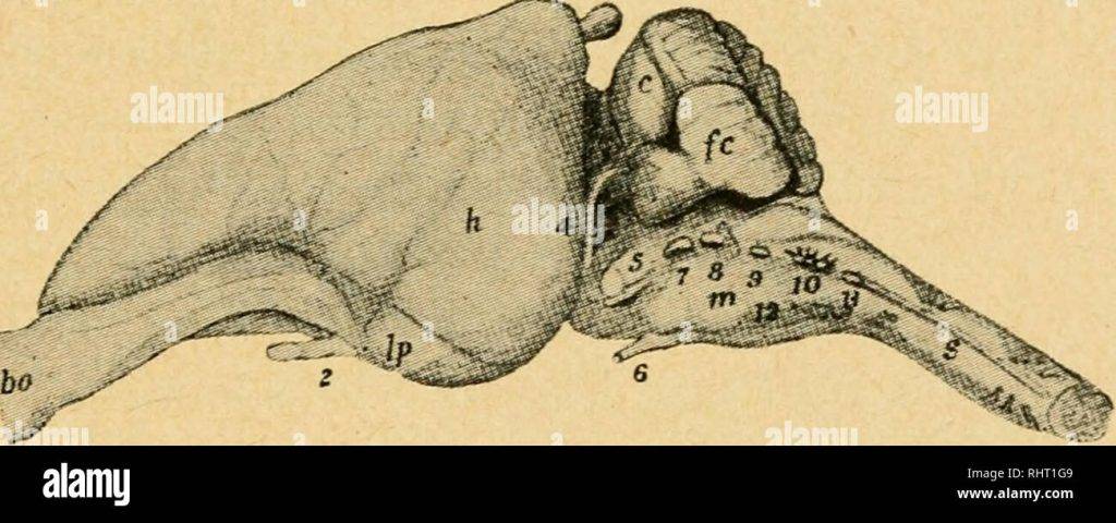 anatomia conejo 1 - Qué características anatómicas hacen al conejo único