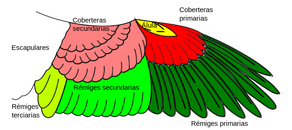 anatomia de aves - Descubre las Partes de un Ave: Anatomía Completa de las Aves