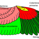 Descubre las Partes de un Ave: Anatomía Completa de las Aves