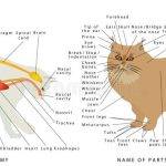 Anatomía del gato: Secretos de sus huesos y órganos