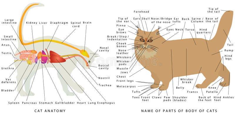 anatomia de gato 1 - Anatomía del gato: Secretos de sus huesos y órganos