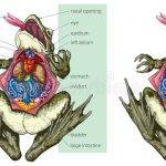 Características anatómicas y funciones esenciales de una rana