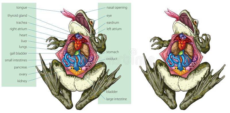 anatomia de la rana - Características anatómicas y funciones esenciales de una rana