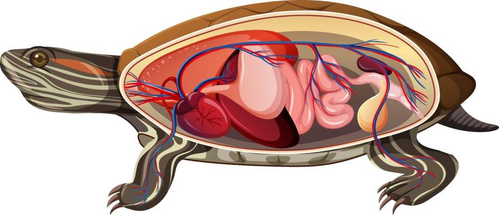 anatomia de la tortuga - Anatomía de tortugas: Partes internas y externas