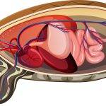 Anatomía de tortugas: Partes internas y externas