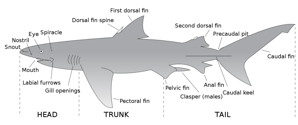 anatomia del tiburon - Cuáles son las partes principales del cuerpo de un tiburón