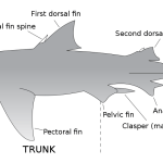 Cuáles son las partes principales del cuerpo de un tiburón