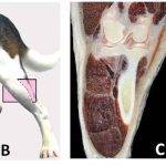 Cuáles son las partes de la pata de un perro