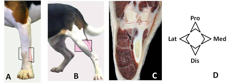 anatomia pata perro - Cuáles son las partes de la pata de un perro