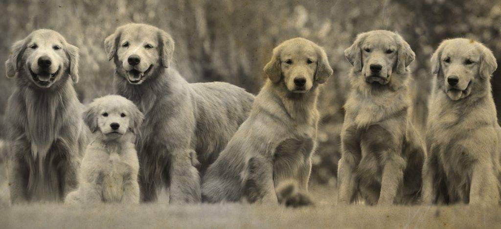 ancestros del golden retriever - Origen del golden retriever: una historia de lealtad y versatilidad