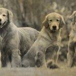 Origen del golden retriever: una historia de lealtad y versatilidad