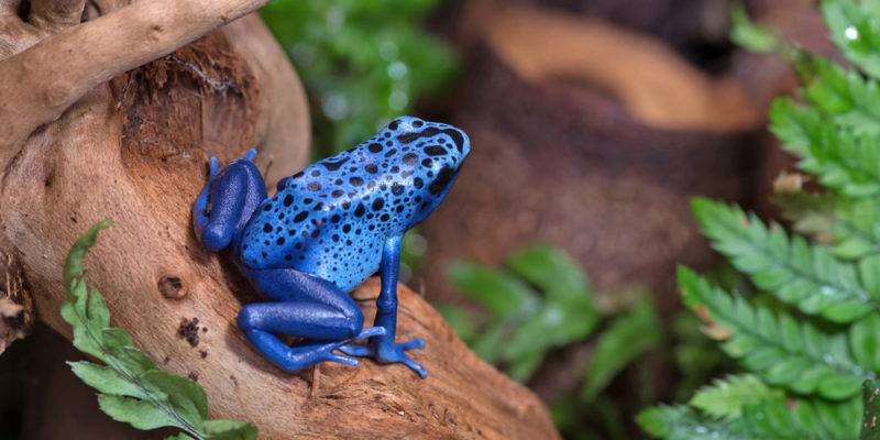 anfibio o reptil - Anfibios y reptiles: en qué se diferencian