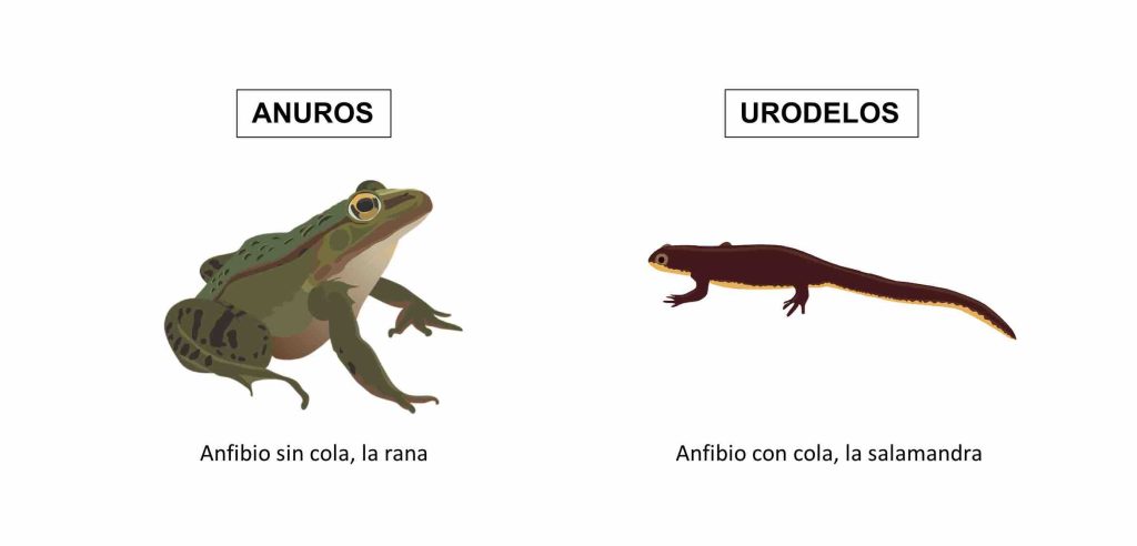 anfibios clasificacion - Cuáles son los anfibios urodelos que no son ranas