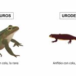 Cuáles son los anfibios urodelos que no son ranas