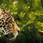 Animales del Amazonas y su rol ecosistémico