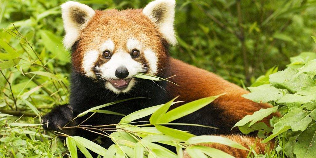 animal asian - Qué animales se encuentran en Asia