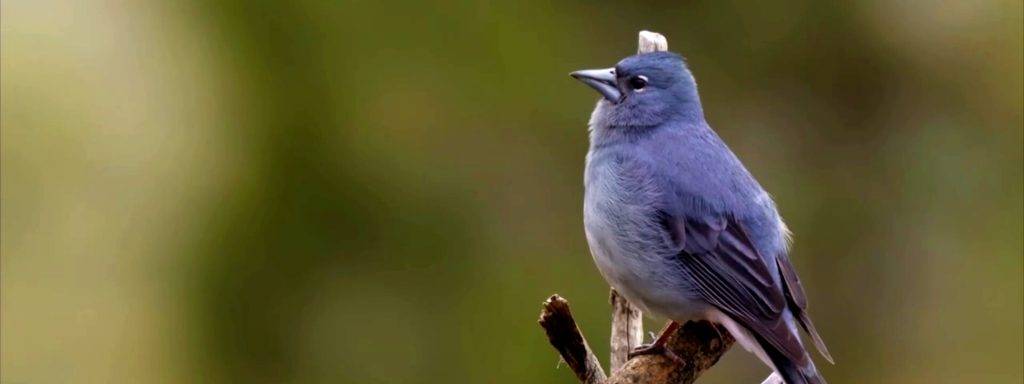 animal azul 1 - Conoces 10 animales sorprendentemente azules