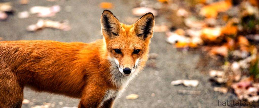 animal carronero parecido al zorro - Puedes nombrar 10 animales que se parecen al zorro