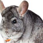 Chinchilla como mascota: todo lo que necesitas saber