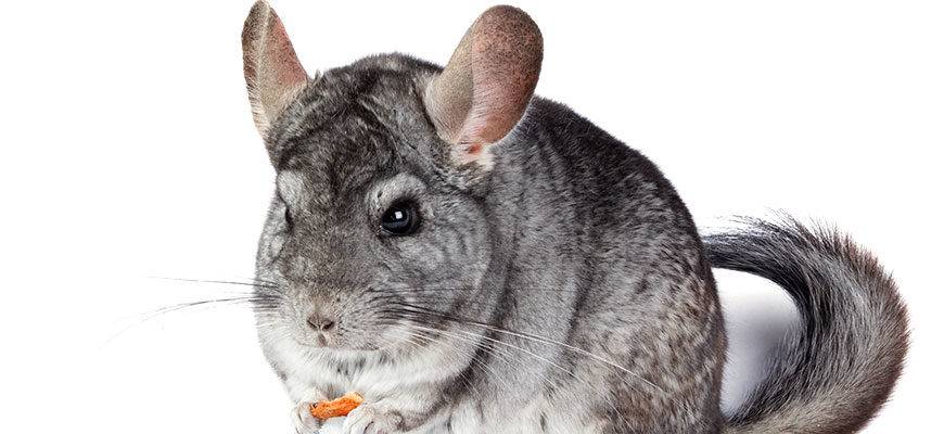 animal chinchilla - Chinchilla como mascota: todo lo que necesitas saber