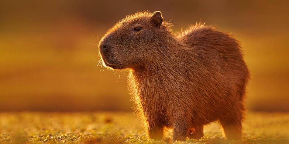 animal colombiano 1 - Cuáles son los animales característicos de Colombia