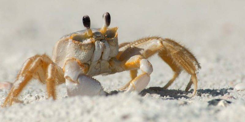 animal con antenas y caparazon 1 - Descubre más de 30 especies de animales con caparazón