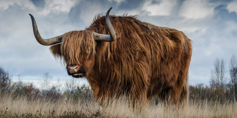 animal con cuerno 1 - Cuernos más grandes y retorcidos en animales