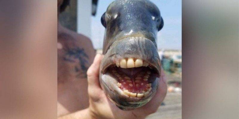 animal con dientes 1 - Cuál es el animal con más dientes en su boca