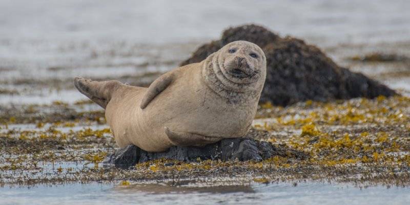 animal con f - Conoces 18 animales que comienzan con la letra F