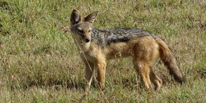 animal con j - 30 animales con J en español e inglés Lista con fotos