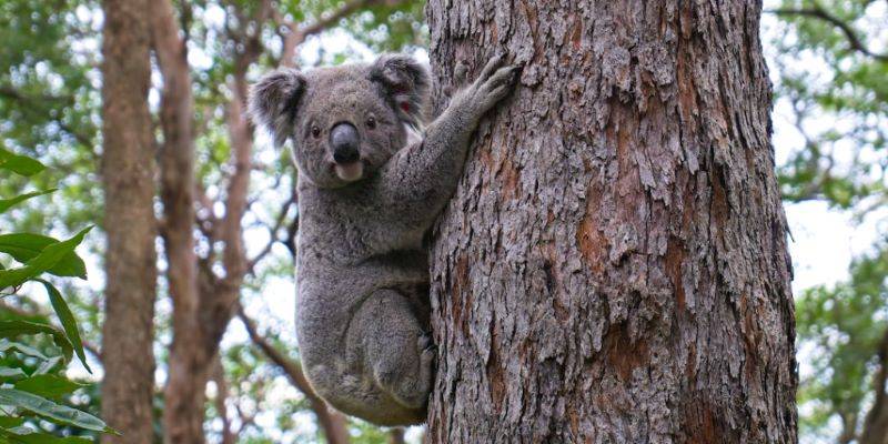 animal con k - Conoces estos 16 animales que comienzan con la letra K