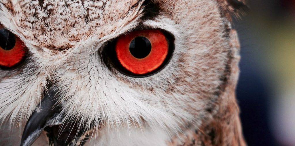 animal con los ojos grandes 1 - Puedes mencionar 15 animales con ojos grandes