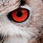 Puedes mencionar 15 animales con ojos grandes