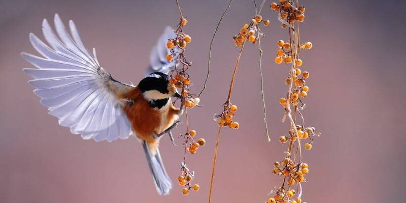 animal con pluma 1 - 10 aves con plumaje exótico y curiosidades únicas