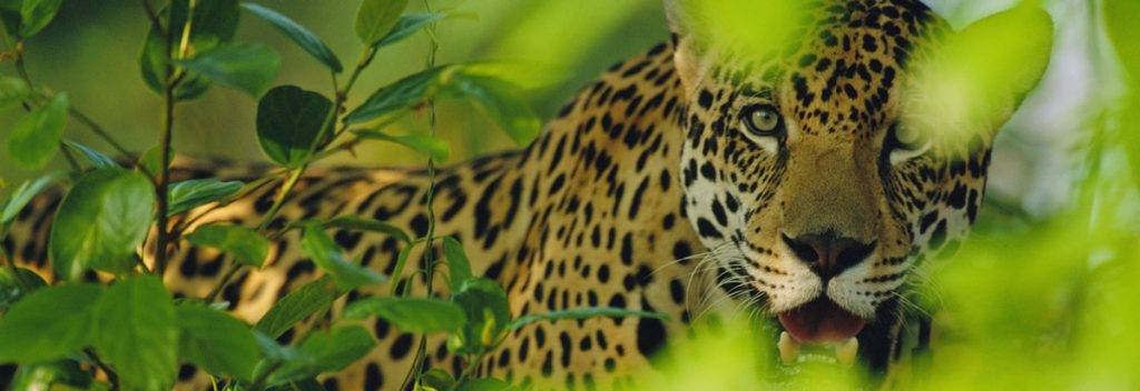 animal de argentina - Te gustaría conocer la diversidad de la fauna en Argentina